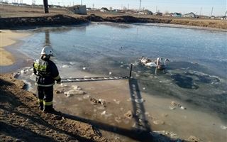 В ЗКО, в поселке Жанибек, лебеди примерзли ко льду