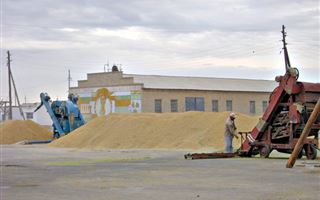 В Кызылординской области дехкане собрали рекордный урожай риса