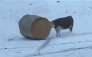 Казахстанцев насмешила корова, которая толкала стог сена, как жук-навозник
