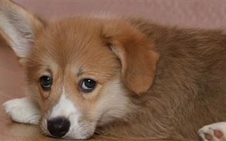 Омич хотел купить щенка из Казахстана, но только лишился денег