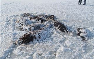В Павлодарской области нашли табун лошадей, вмерзших в лед