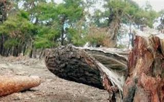 Наказание за незаконную вырубку деревьев ужесточат в РК