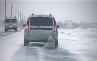 В Павлодарской области привязанную к машине собаку протащили по дороге