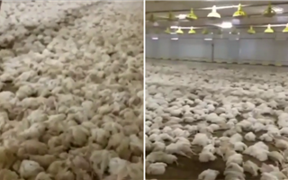 В Алматинской области на птицефабрике от нехватки кислорода погибли более 40 тысяч кур
