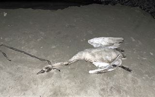 В Актау полицейские разыскивают убийцу лебедя