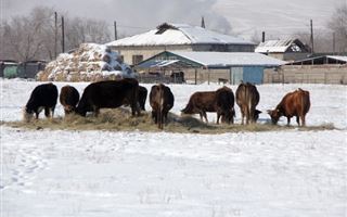 Почему на севере Казахстана боятся перемен, а на юге нет
