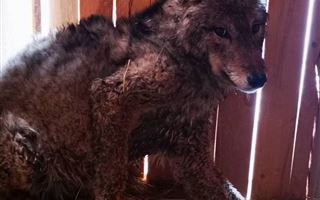 В Алматинской области зоозащитники выкупили волка у живодера