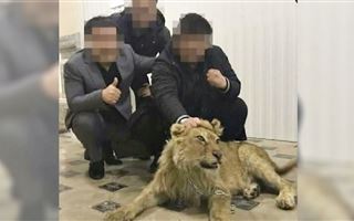 "Лев в качестве подарка или на потеху гостям": как богатые казахстанцы используют экзотических животных ради выгоды 