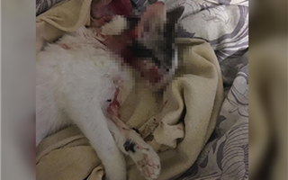 "Взял котенка и дважды швырнул о стену": о жестоком обращении с животным рассказали зоозащитники Актау 
