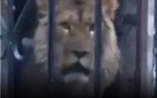 Зоопарк Алматы приютит льва из Бескайнара