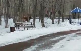 Карагандинские полицейские спасли потерявшуюся по дороге в Шымкент корову