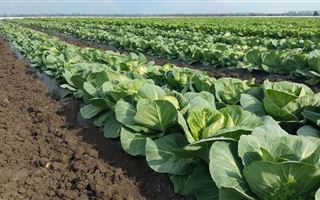 Первый урожай капусты продали аграрии Туркестанской области
