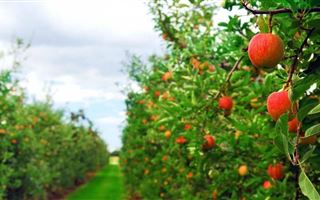 В Казахстане решили возрождать яблоневые сады