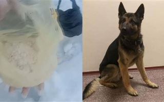 Служебный пес нашел тайник с героином в Нур-Султане