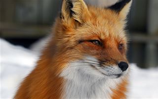 В Северном Казахстане наблюдается нашествие диких лис