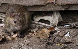 Cерые крысы прочно обосновались в Актау