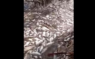В ЗКО произошла массовая гибель рыбы