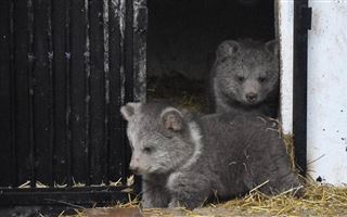 Имена для медвежат попросили придумать в Алматинском зоопарке
