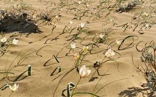 Тюльпаны зацвели в песках Мангистау