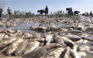 Около трёх тонн погибшей воблы утилизировали в Атырауской области