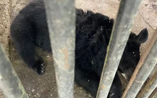 В шымкентском зоопарке медведь сломал решетку вольера