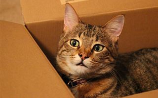 Ученые обнаружили у кошек любовь к воображаемым коробкам