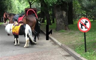 Запрет на выгул собак в парке Алматы стал предметом "войны" в соцсетях
