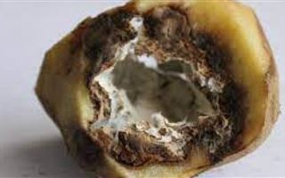 Специалисты требуют уничтожить зараженный картофель в Казахстане