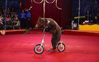 Цирк в Шымкенте выставил на продажу медведей 