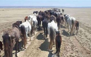 В Мангистауской области на спасение лошадей выделят 200 млн тенге