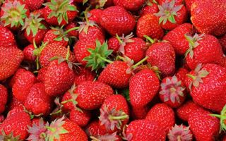 Как определить качество ягод, рассказал эксперт
