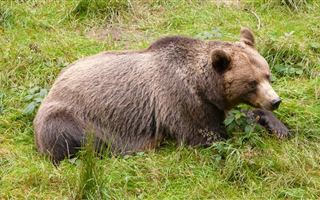 В Восточном Казахстане медведь разоряет ульи и ломает заборы