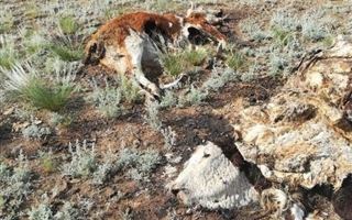 Трупы животных найдены на несанкционированной свалке близ Семея