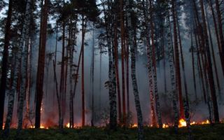 55 лесных пожаров в ВКО: жителей просят пока не ходить в леса 