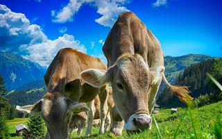 Массовый падеж скота в ВКО не подтвердили в МСХ