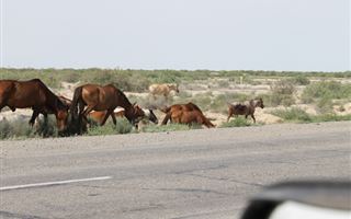 В Казахстане начали штрафовать хозяев скота, который выходит на дороги