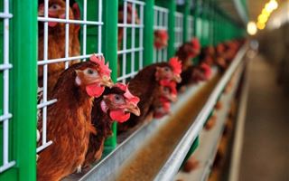 Европейская комиссия поддержит запрет на содержание сельскохозяйственных животных в клетках во всем ЕС
