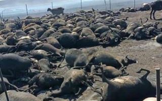 В Карагандинской области массово гибнет скот из-за пожаров 