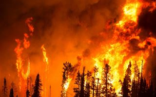 В Костанайской области бушует лесной пожар
