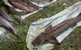 Браконьер выловил в Иртыше рыбу на 3,4 миллиона тенге