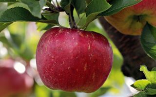 Сколько яблок можно съедать в день, рассказала диетолог