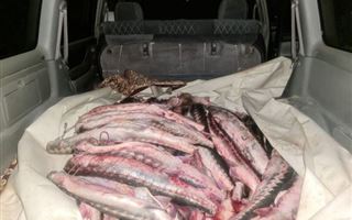 38 рыб осетровой породы обнаружили у браконьера на внедорожнике в Мангистау