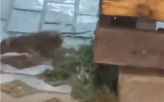 "Мясо убежало!" - алматинцы обсуждают видео с крысой возле фургончиков с едой в одном из ТРЦ