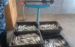 На берегу Бухтарминского водохранилища у браконьеров изъяли более восьми тонн рыбы