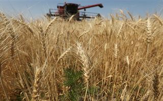 Уборка урожая зерновых культур завершается в Акмолинской области