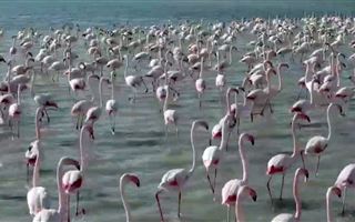 Фламинго вновь засняли в пригороде Актау