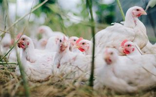 В еще одном регионе Казахстана выявлен птичий грипп