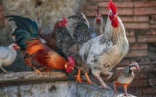 В Павлодарской области в одном из сел ввели карантин из-за птичьего гриппа