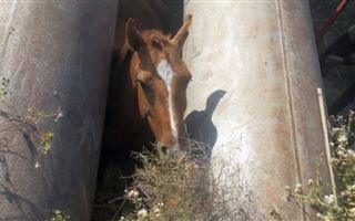 В Мангистауской области между труб застряла лошадь