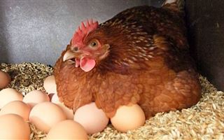 Начинается расследование - производителей куриного мяса и яиц проверят в РК